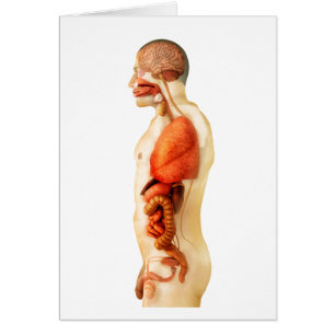 Anatomy Of Human Body Showing Whole Organs 2