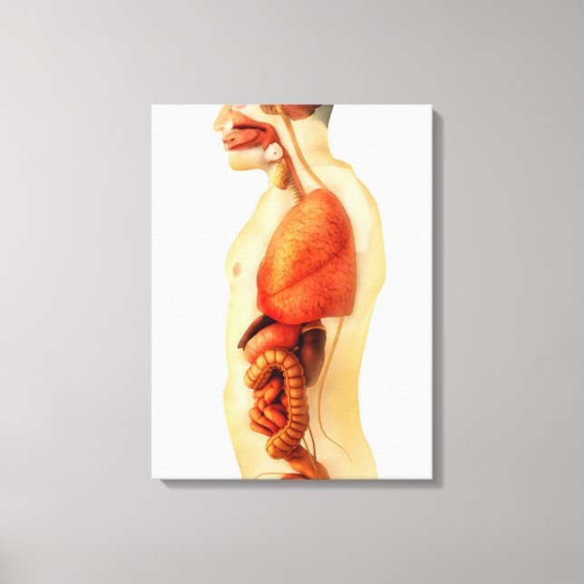 Anatomy Of Human Body Showing Whole Organs 2 Canvas Print (Front)