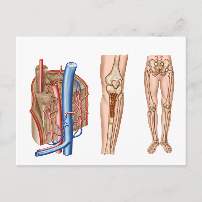Anatomy Of Human Bone Marrow Postcard (Front)