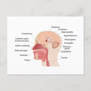 Anatomy of human brain and noise Holiday Postcard