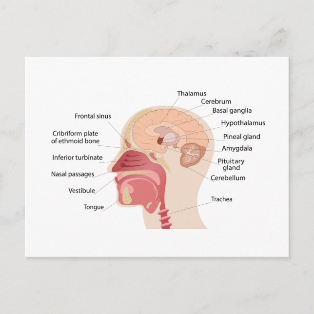  Anatomy of human brain and noise Holiday Postcard (Front)