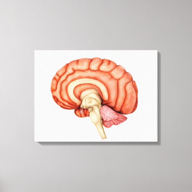 Anatomy Of Human Brain, Side View 1 Canvas Print (Front)