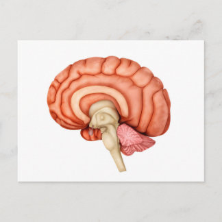 Anatomy Of Human Brain, Side View 1 Postcard