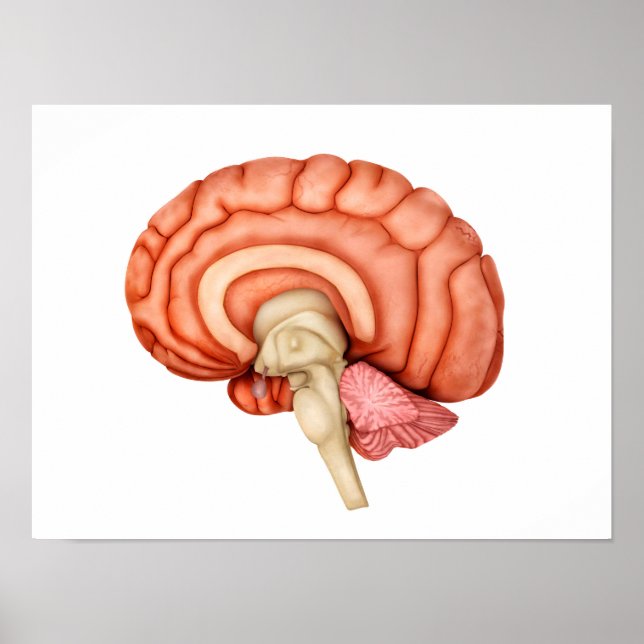 Anatomy Of Human Brain, Side View 1 Poster (Front)