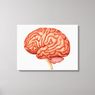 Anatomy Of Human Brain, Side View 2 Canvas Print