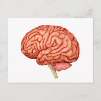 Anatomy Of Human Brain, Side View 2 Postcard