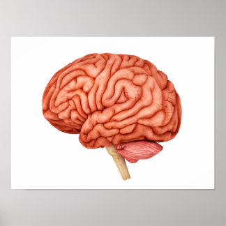 Anatomy Of Human Brain, Side View 2 Poster