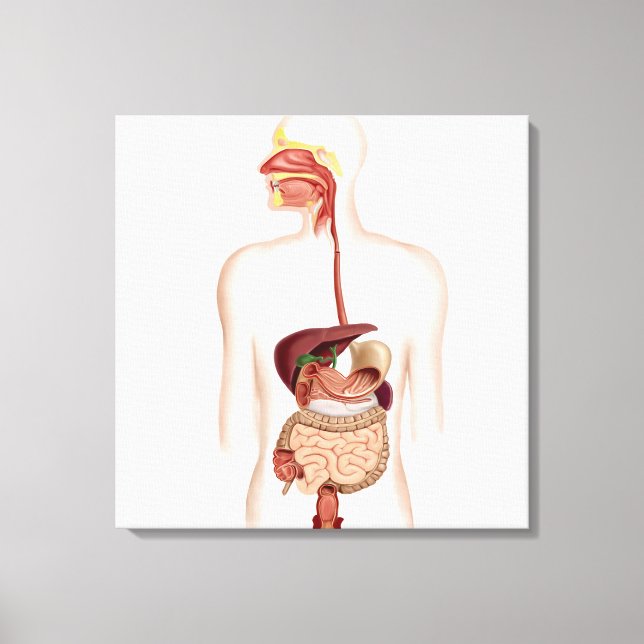 Anatomy Of Human Digestive System Canvas Print (Front)