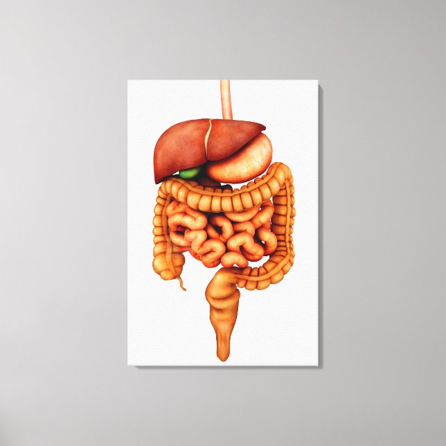 Anatomy Of Human Digestive System, Front View Canvas Print (Front)