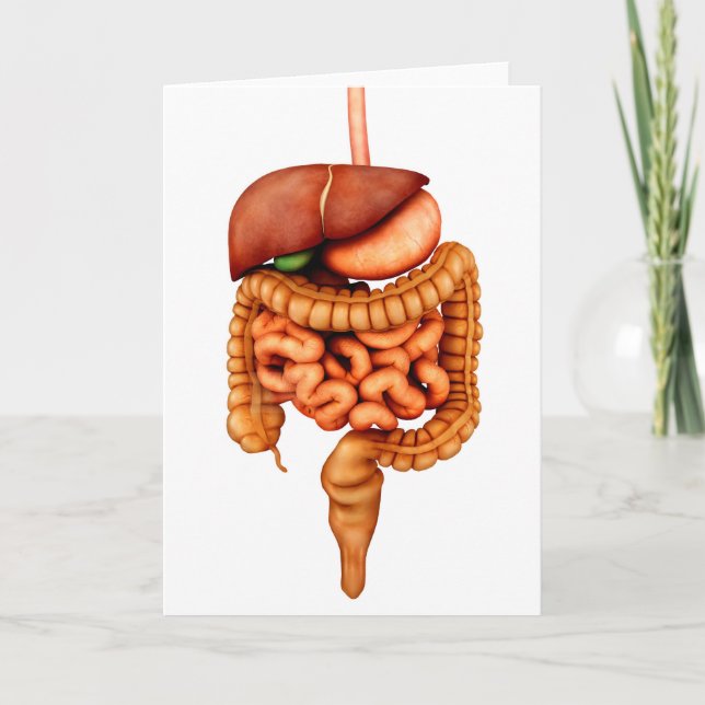 Anatomy Of Human Digestive System, Front View Card (Front)