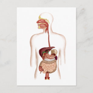 Anatomy Of Human Digestive System Postcard