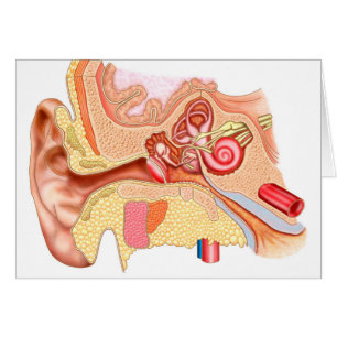 Anatomy Of Human Ear