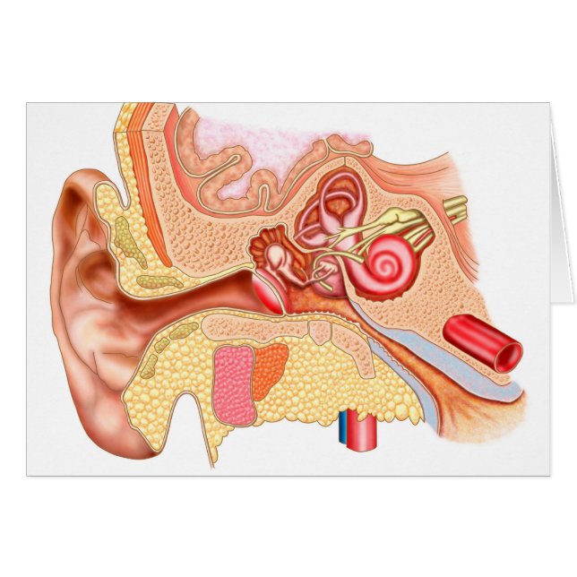 Anatomy Of Human Ear (Front Horizontal)