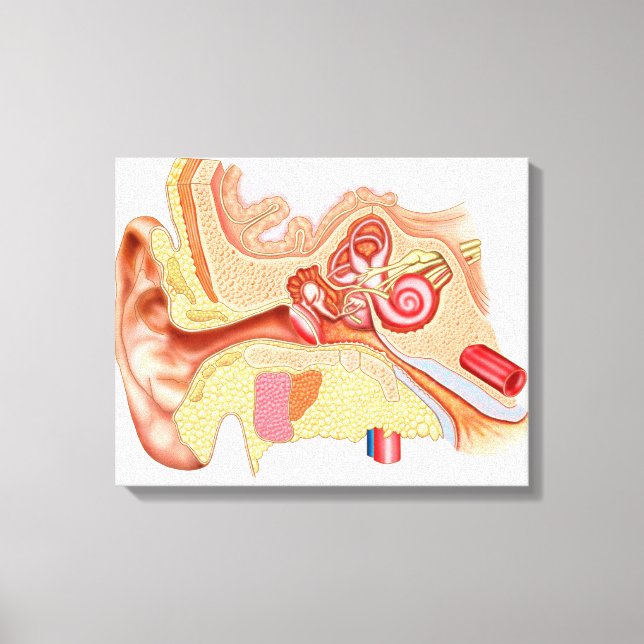 Anatomy Of Human Ear Canvas Print (Front)