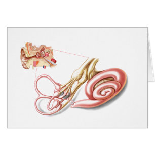 Anatomy Of Human Ear, Membranous Labyrinth