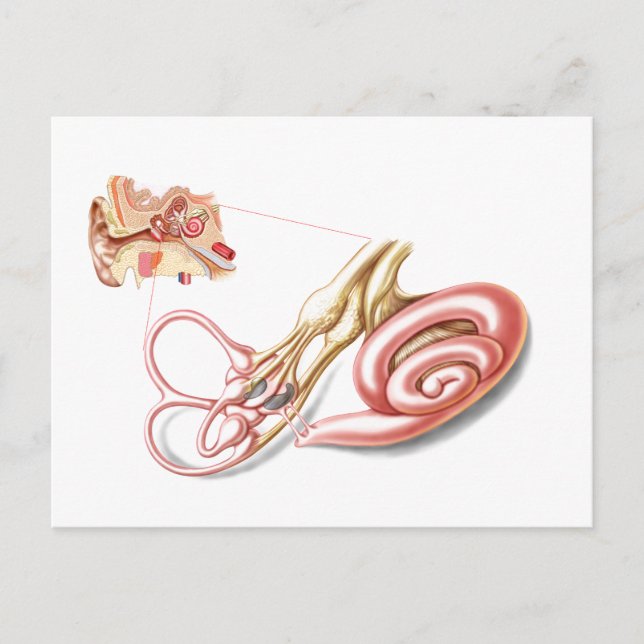 Anatomy Of Human Ear, Membranous Labyrinth Postcard (Front)