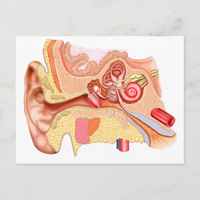 Anatomy Of Human Ear Postcard (Front)