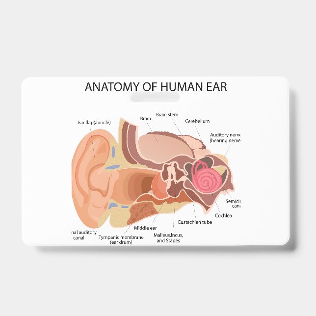 Anatomy of human ears badge (Front)