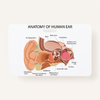 Anatomy of human ears badge