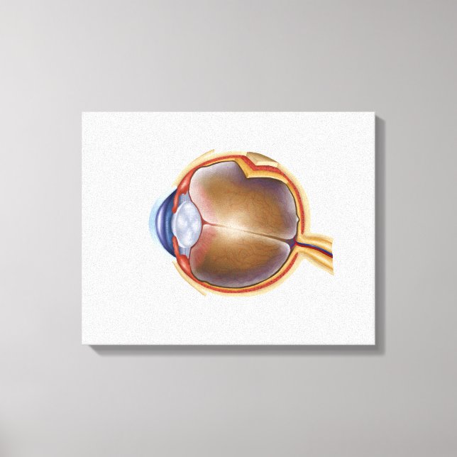 Anatomy Of Human Eye Canvas Print (Front)