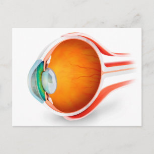 Anatomy Of Human Eye, Perspective Postcard