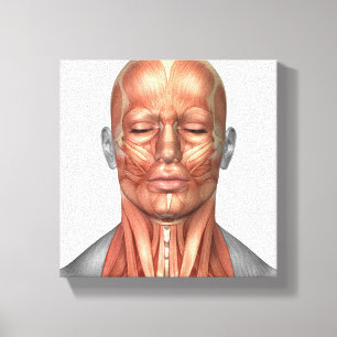 Anatomy Of Human Face And Neck Muscles, Front Canvas Print