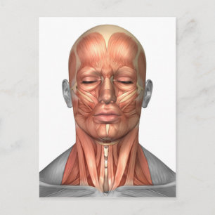 Anatomy Of Human Face And Neck Muscles, Front Postcard