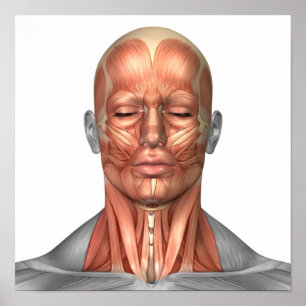 Anatomy Of Human Face And Neck Muscles, Front Poster