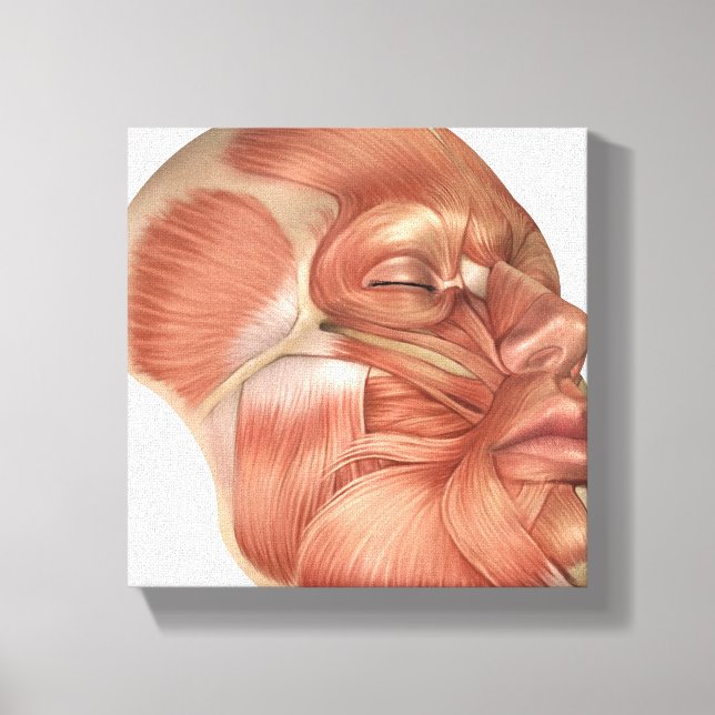 Anatomy Of Human Face Muscles Canvas Print (Front)