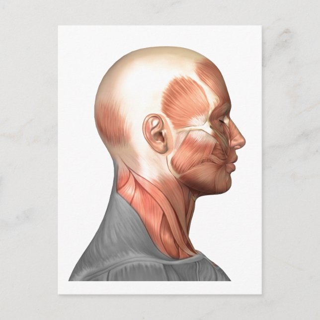 Anatomy Of Human Face Muscles, Side View Postcard (Front)