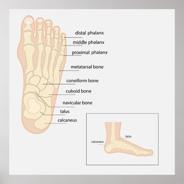 Anatomy of human foot  poster (Front)