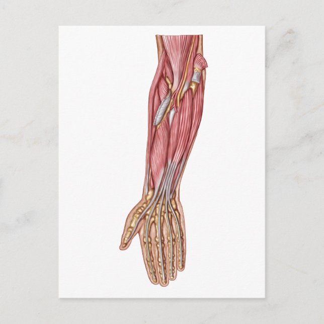Anatomy Of Human Forearm Muscles 1 Postcard (Front)