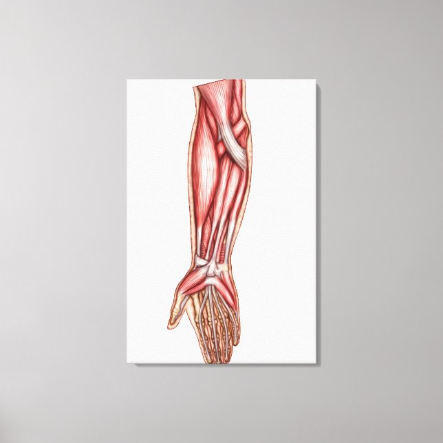 Anatomy Of Human Forearm Muscles 2 Canvas Print (Front)