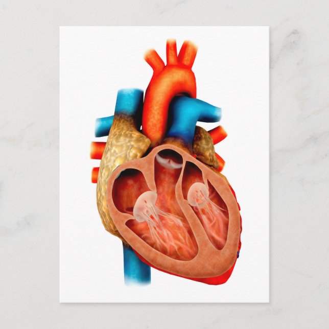Anatomy Of Human Heart, Cross Section Postcard (Front)