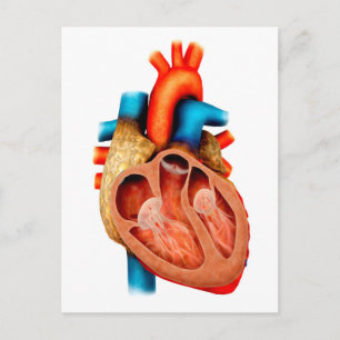 Anatomy Of Human Heart, Cross Section Postcard