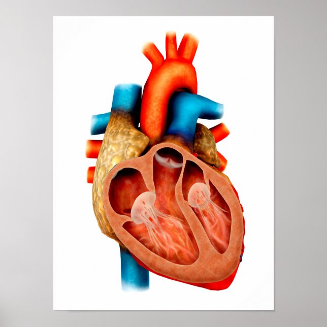 Anatomy Of Human Heart, Cross Section Poster (Front)