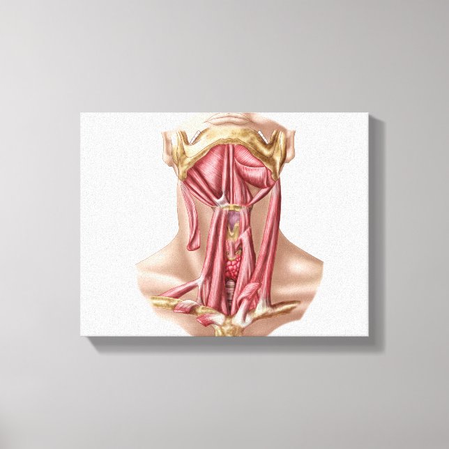 Anatomy Of Human Hyoid Bone And Neck Muscles Canvas Print (Front)