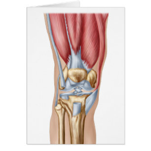 Anatomy Of Human Knee Joint