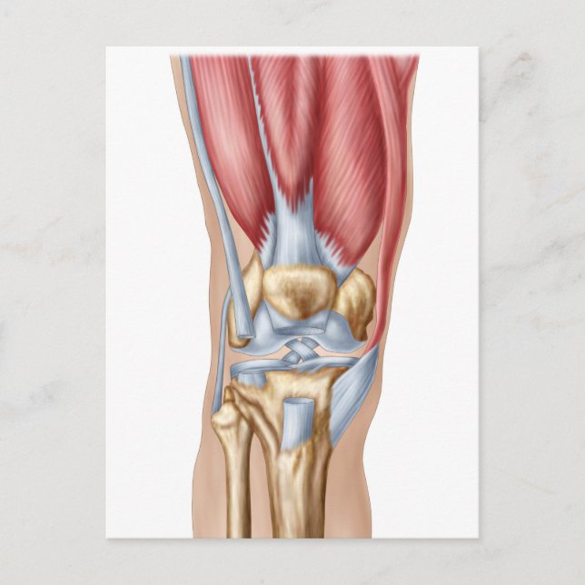 Anatomy Of Human Knee Joint Postcard (Front)