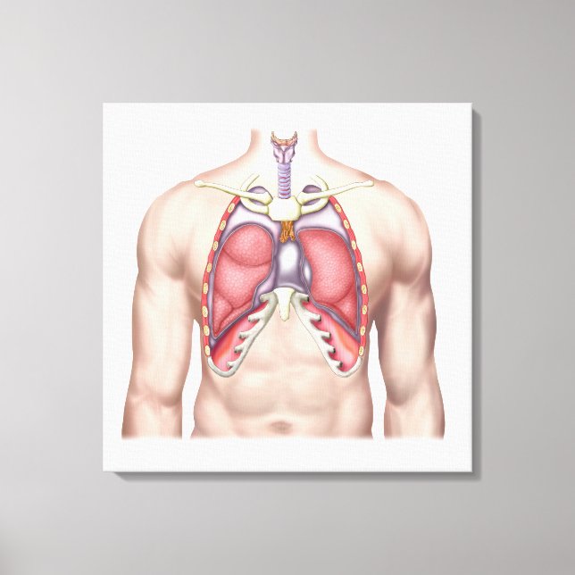 Anatomy Of Human Lungs In Situ Canvas Print (Front)