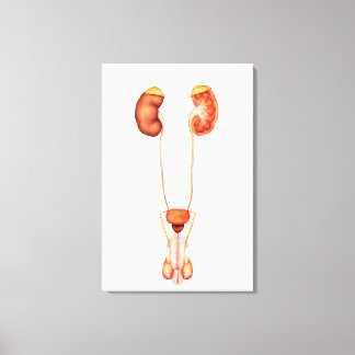 Anatomy Of Human Male Urinary System, Front View Canvas Print