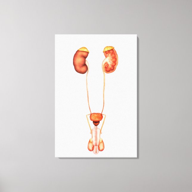 Anatomy Of Human Male Urinary System, Front View Canvas Print (Front)