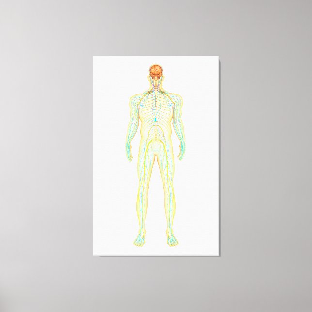 Anatomy Of Human Nervous And Lymphatic System Canvas Print (Front)