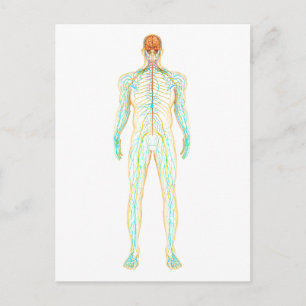 Anatomy Of Human Nervous And Lymphatic System Postcard