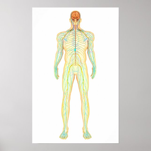 Anatomy Of Human Nervous And Lymphatic System Poster (Front)