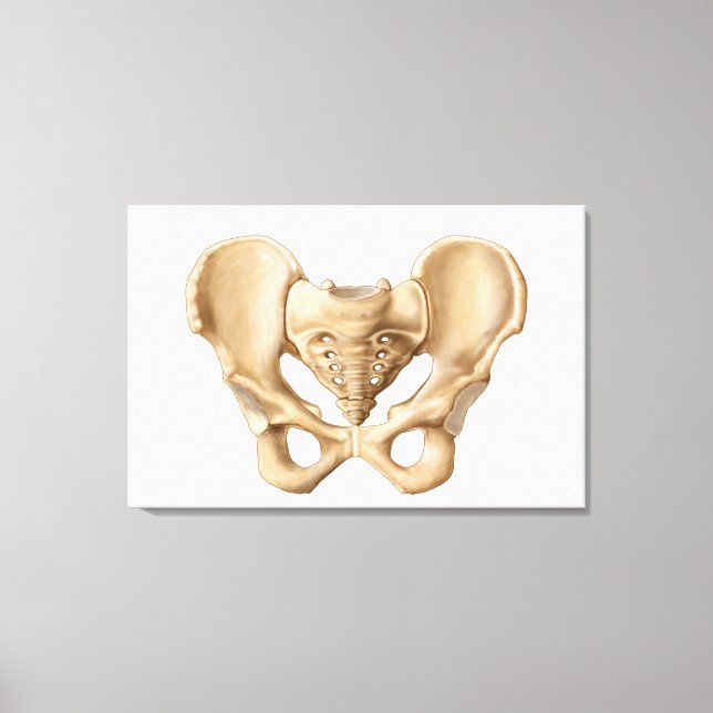 Anatomy Of Human Pelvic Bone 1 Canvas Print (Front)