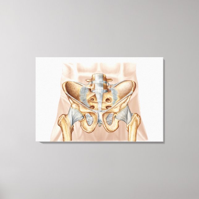 Anatomy Of Human Pelvic Bone And Ligaments Canvas Print (Front)