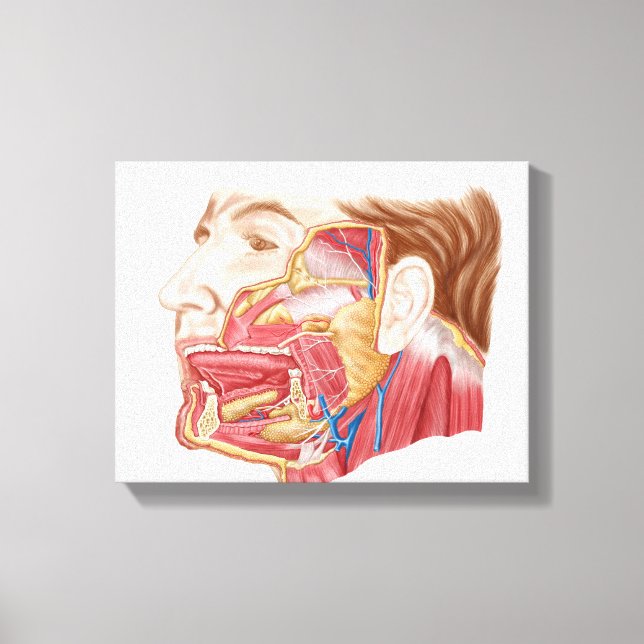 Anatomy Of Human Salivary Glands Canvas Print (Front)