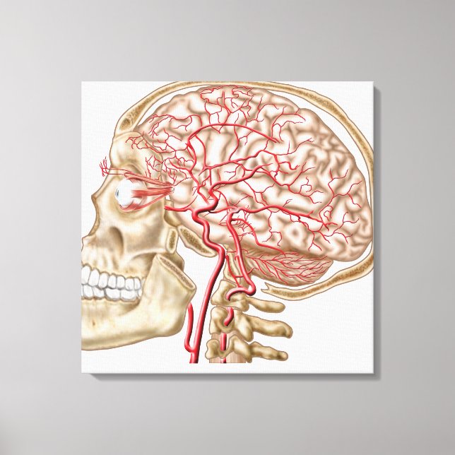 Anatomy Of Human Skull, Eyeball And Arteries Canvas Print (Front)