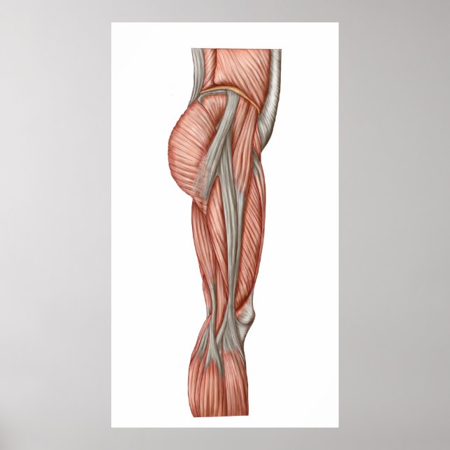 Anatomy Of Human Thigh Muscles, Anterior View Poster (Front)